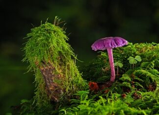 Jak zerwać stara farbę? Jak zerwać stara farbę?