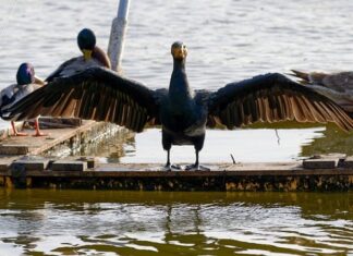 Czy w Agata Meble są raty 0 %? Czy w Agata Meble są raty 0 %?