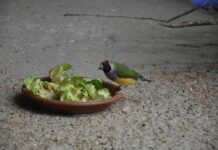 Czy mix sałat są zdrowe? Czy mix sałat są zdrowe?