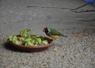 Czy mix sałat są zdrowe? Czy mix sałat są zdrowe?