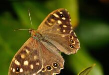 Jaki osadnik do rynny? Jaki osadnik do rynny?