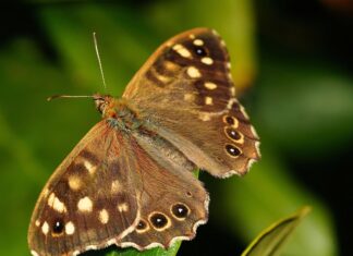 Jaki osadnik do rynny? Jaki osadnik do rynny?