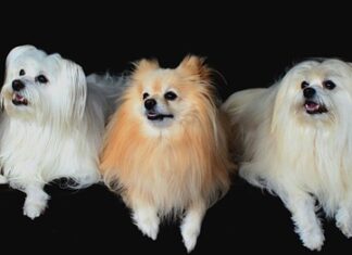 Jak powinien być ustawiony piec gazowy? Jak powinien być ustawiony piec gazowy?