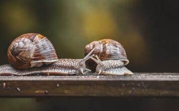 Czy czujnik temperatury spalin powoduje zwiększone zużycie paliwa?