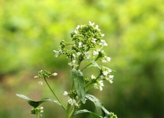 Co oznacza chrzan w święconce? Co oznacza chrzan w święconce?