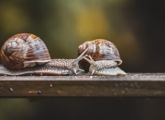 Czy czujnik temperatury ma plus i minus? Czy czujnik temperatury ma plus i minus?